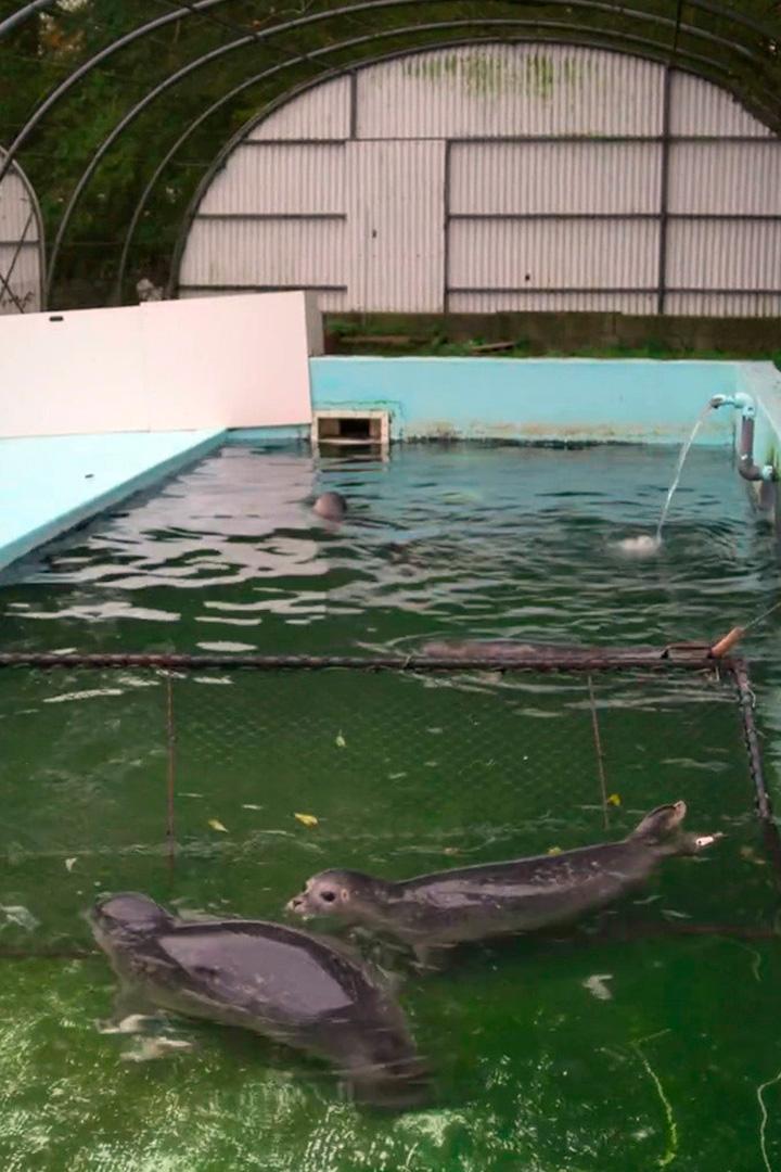 Нормандская ассоциация Шин