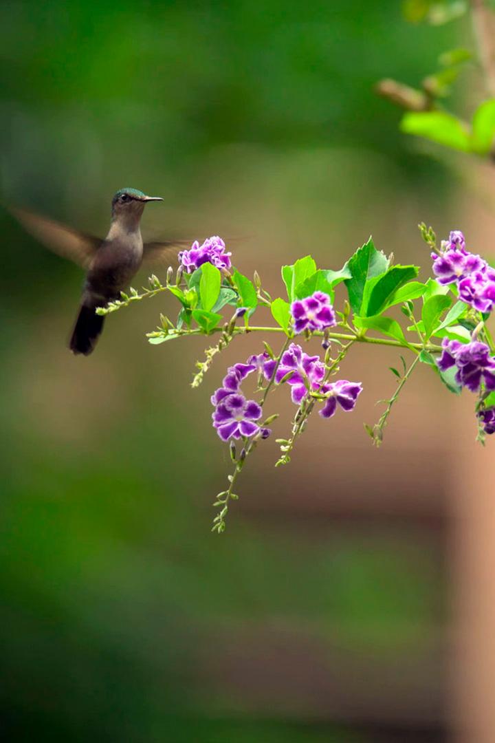 Колибри на Мартинике