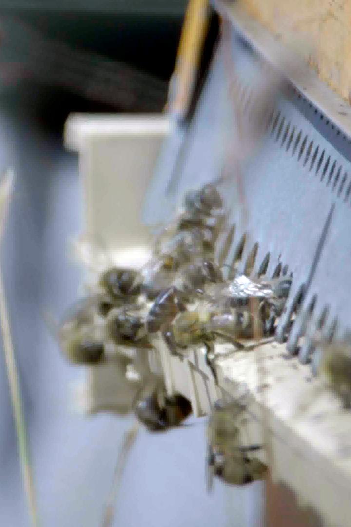 Прованские пчелы