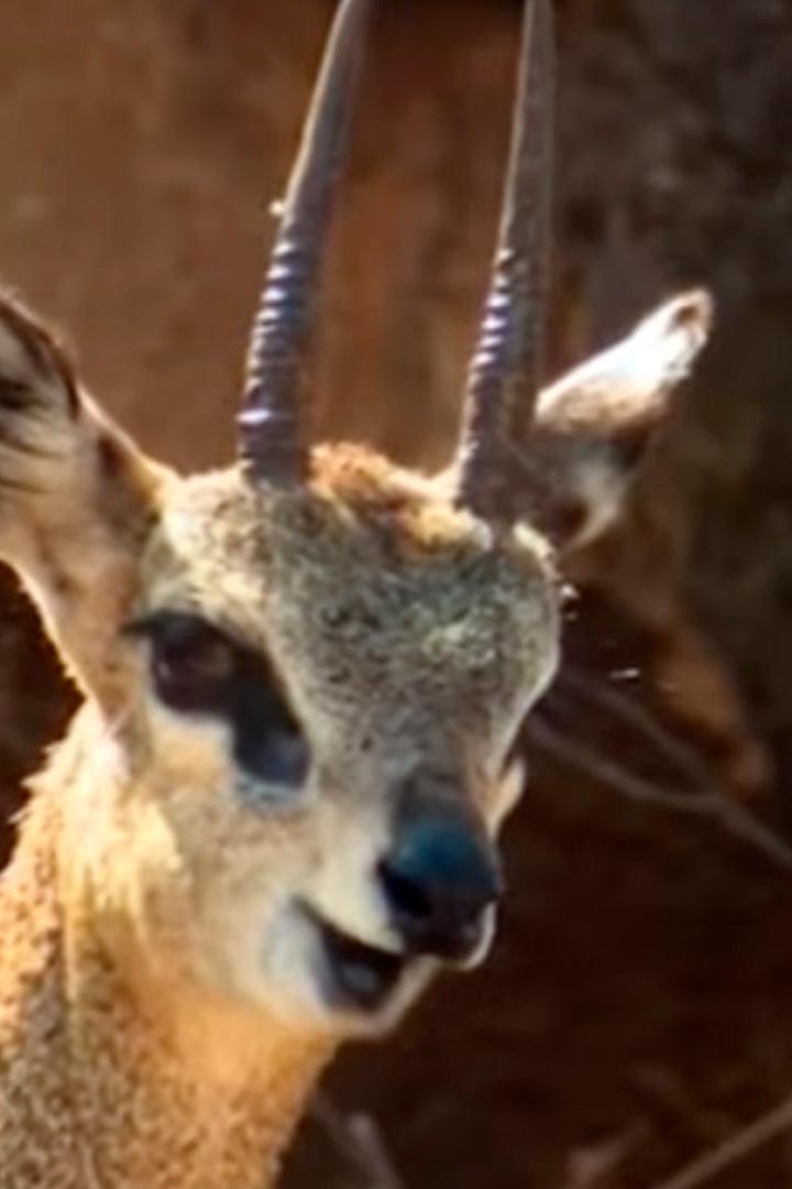 Антилопы Южной Африки