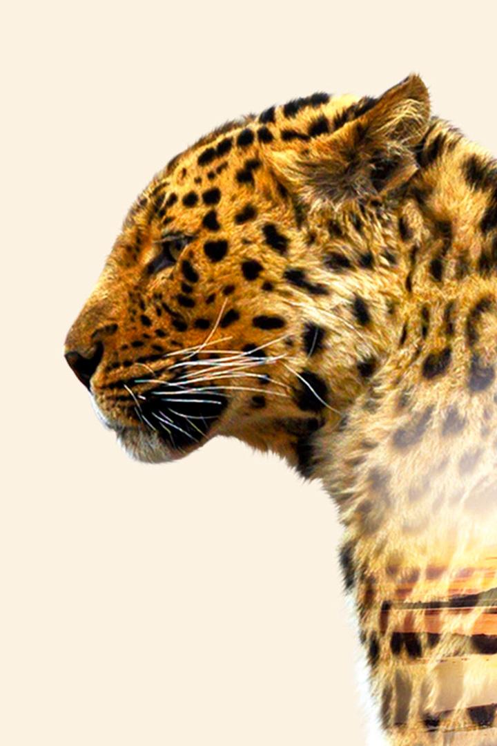 Великолепная способность леопарда к адаптации