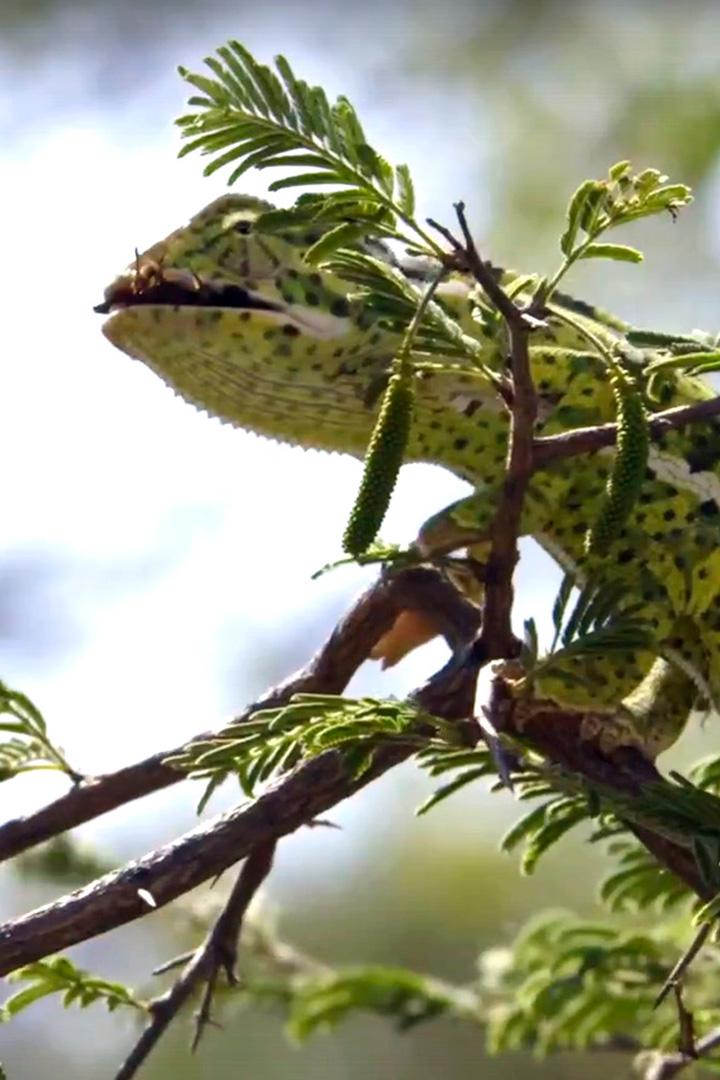 Лопастеносный хамелеон из Южной Африки