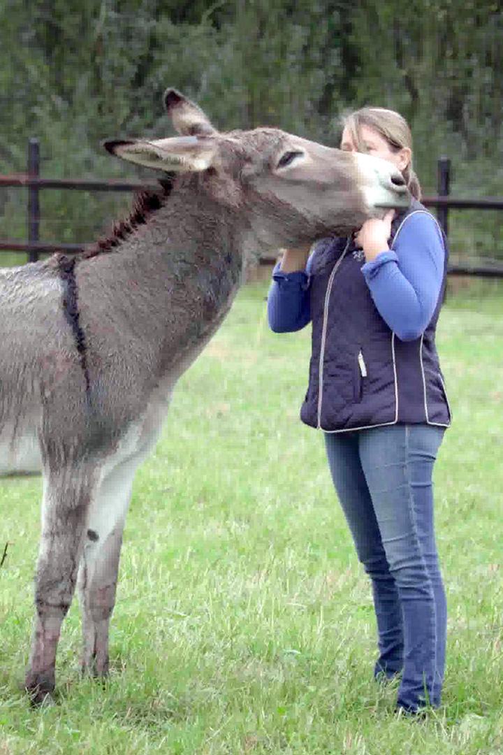 Ослик Котантен в Нормандии