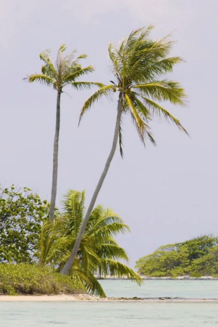 Пляж из розового песка в Полинезии