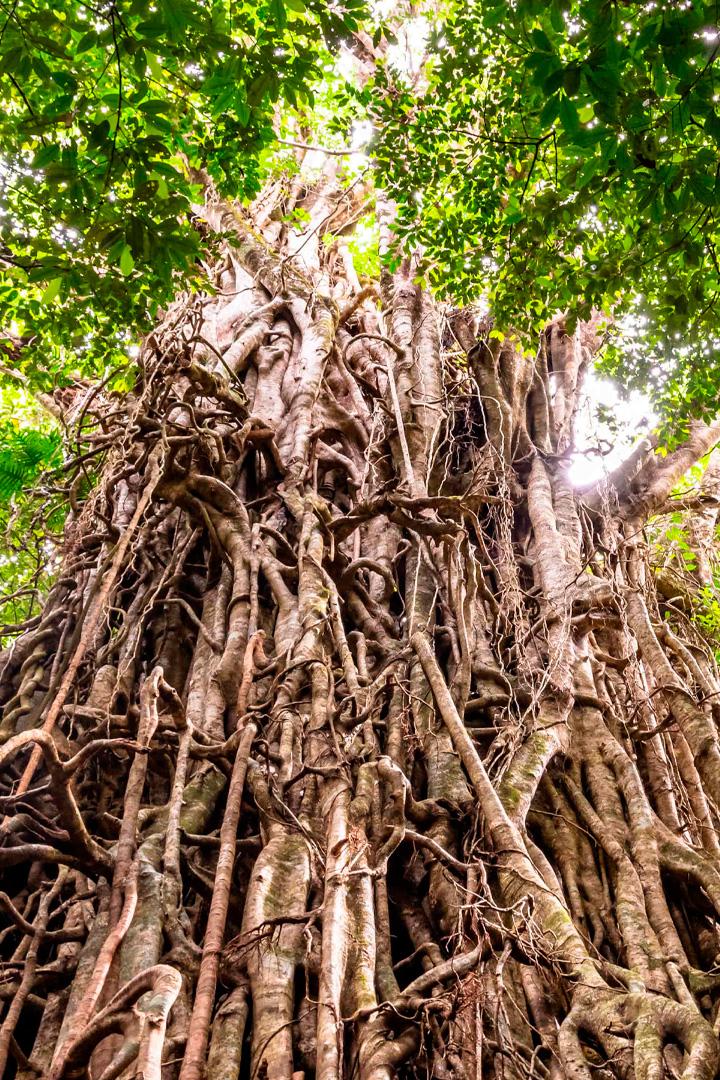 Опасные фикусы-душители Индонезии