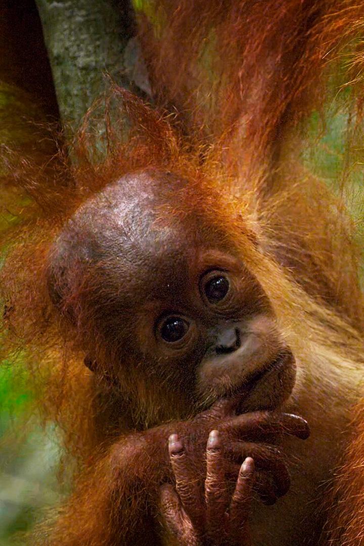 Воспитание молодых орангутанов в Индонезии