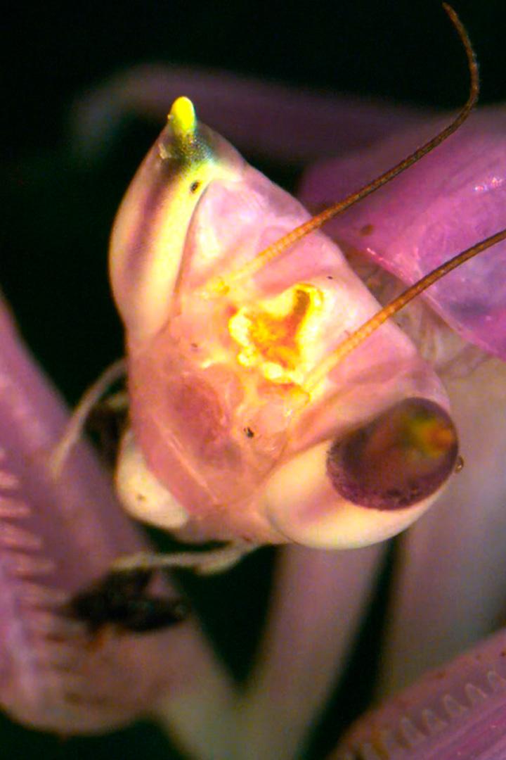 Секрет орхидейного богомола в Индонезии