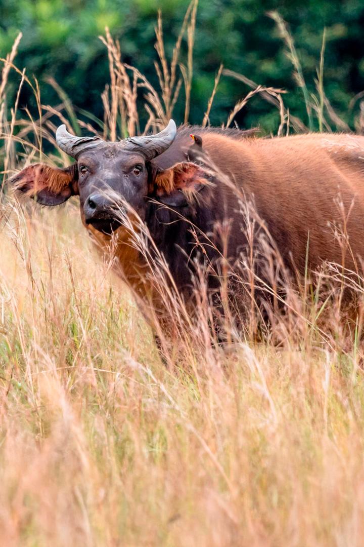 Лесные буйволы Габона