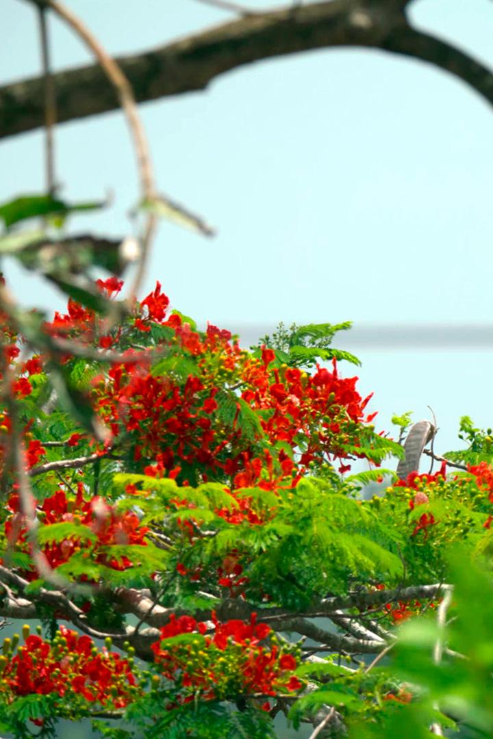 Делоникс Королевский на Мартинике