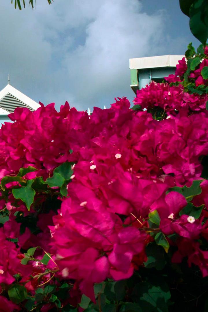 Остров цветов на Мартинике