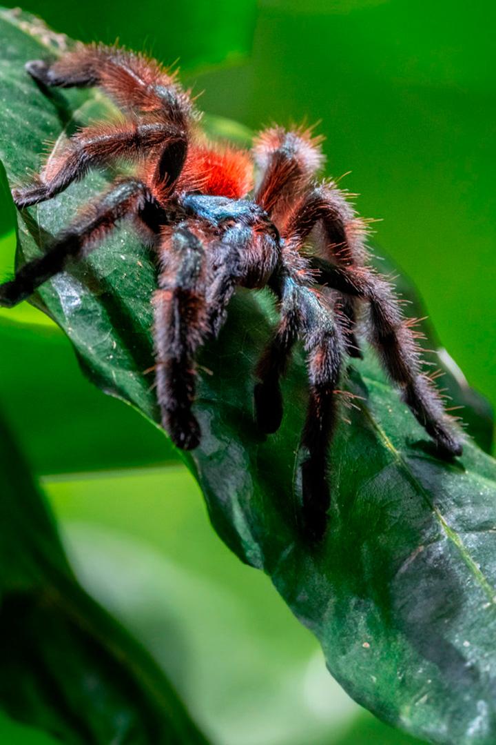 Лесное наследие Мартиники