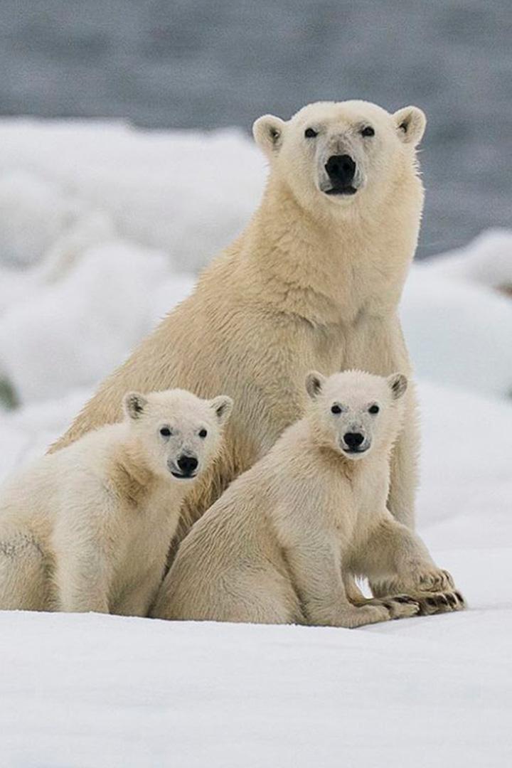 Медведица и детеныши в Арктике