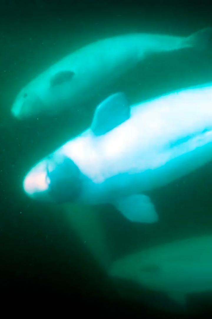 Белуха из Арктики