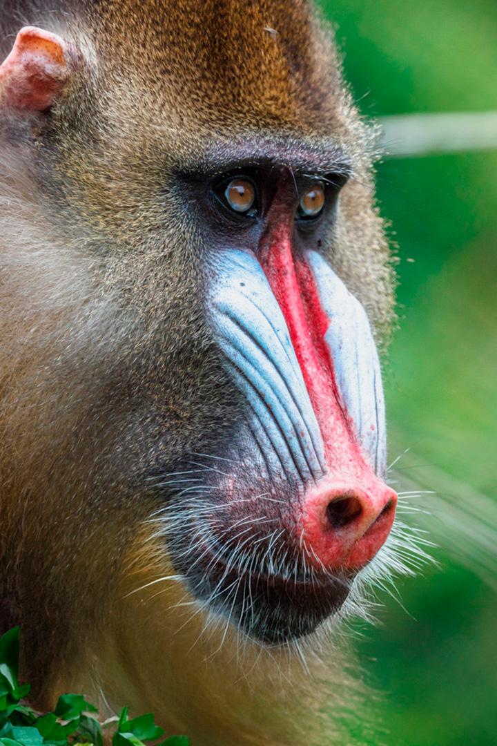 Мандрилы Габона