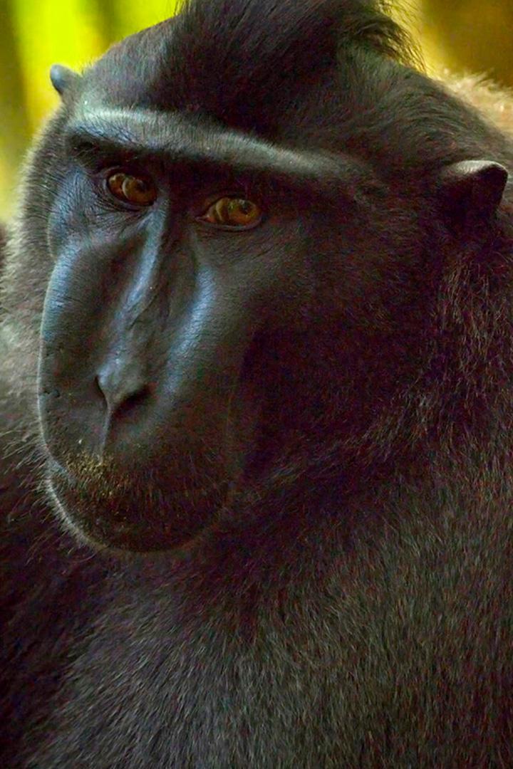 Будни хохлатого павиана из Индонезии