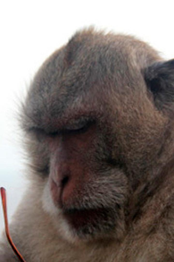 Дурная репутация макак-крабоедов из Индонезии