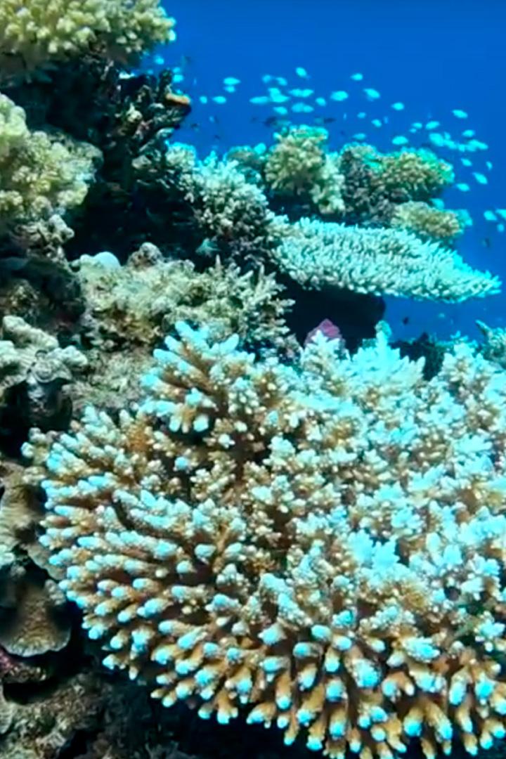 Косяки рыб в Саудовской Аравии