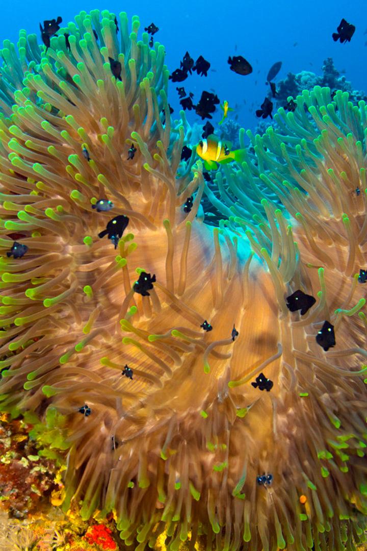 Кораллы в Саудовской Аравии