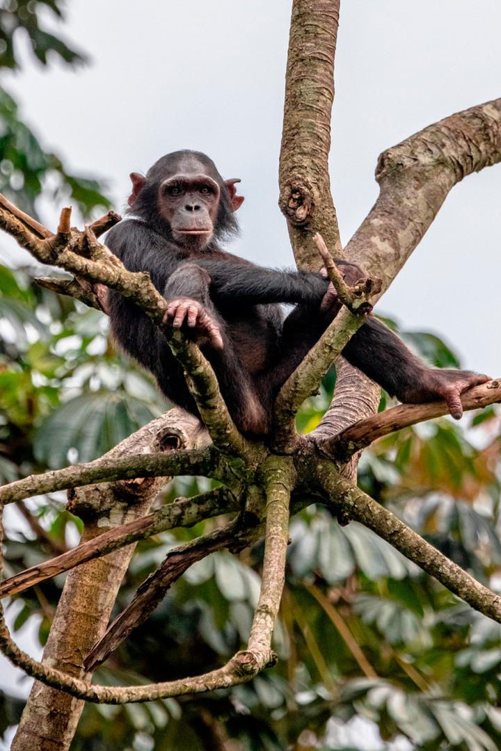 Шимпанзе Габона