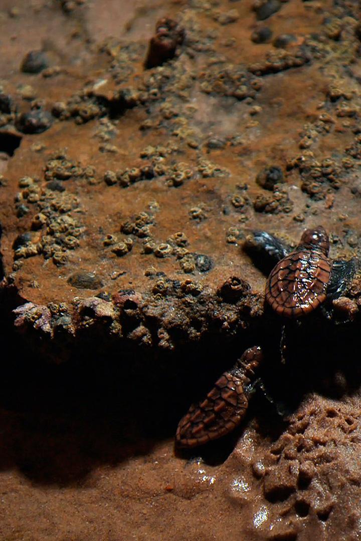 Гонка на выживание в Южной Африке