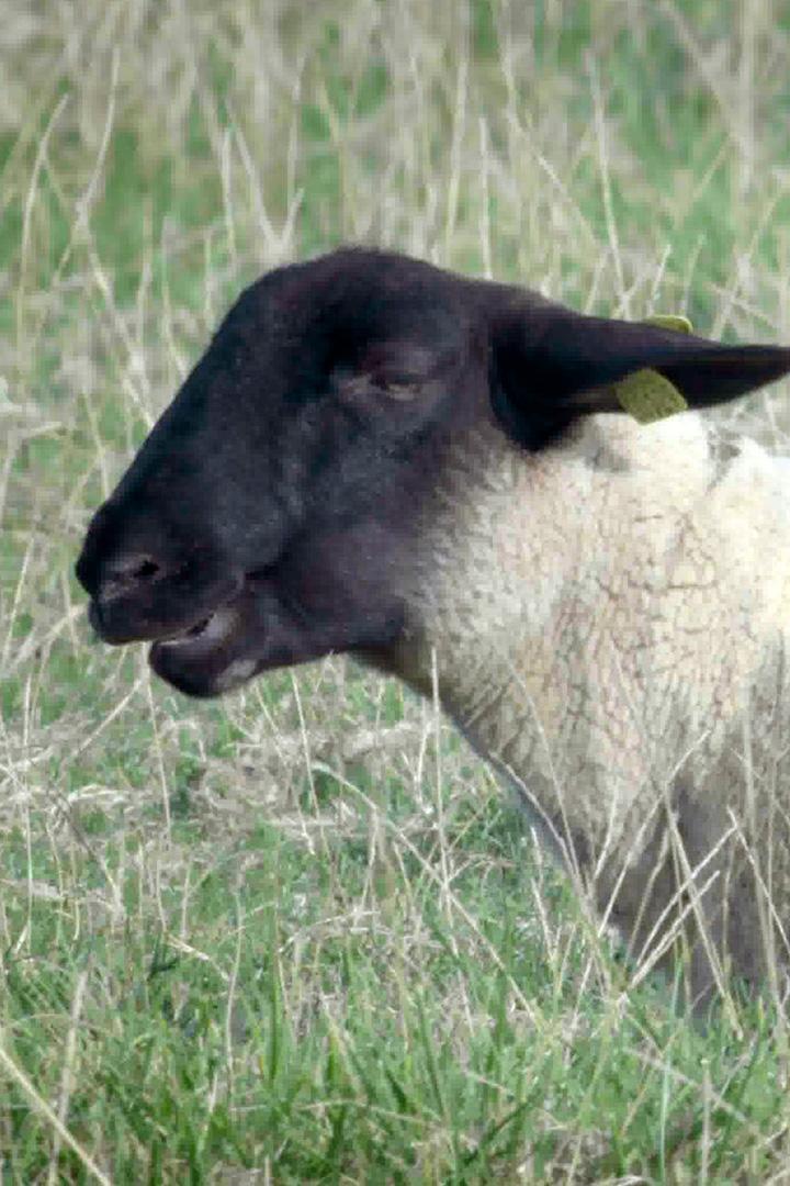 Солёные луга Нормандии