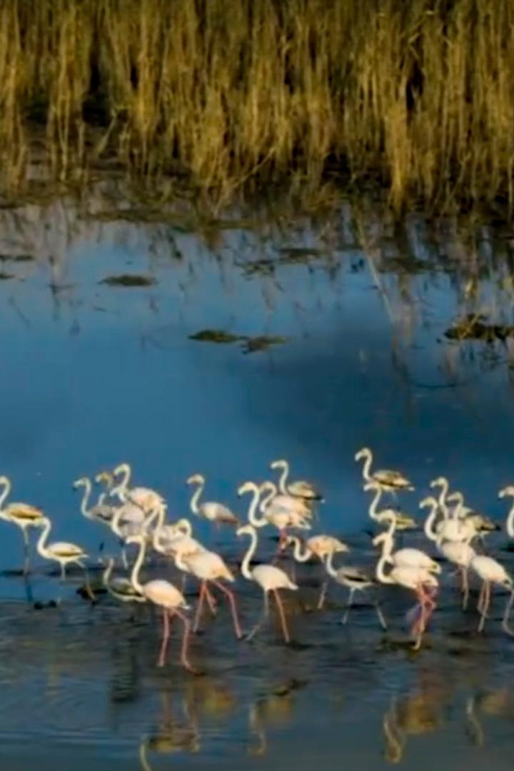 Корсиканские розовые фламинго и пруд Бигулья