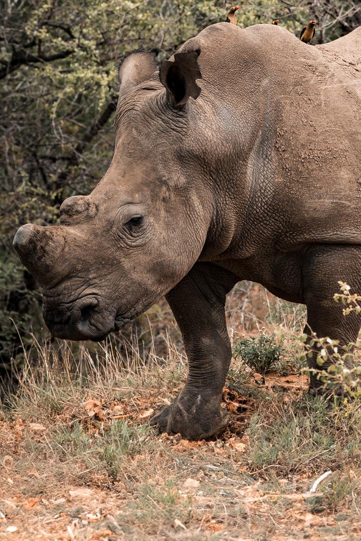 Последние носороги Африки