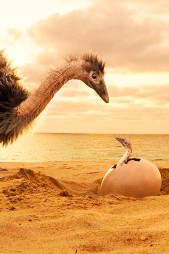 Тайны нелетающих гигантов