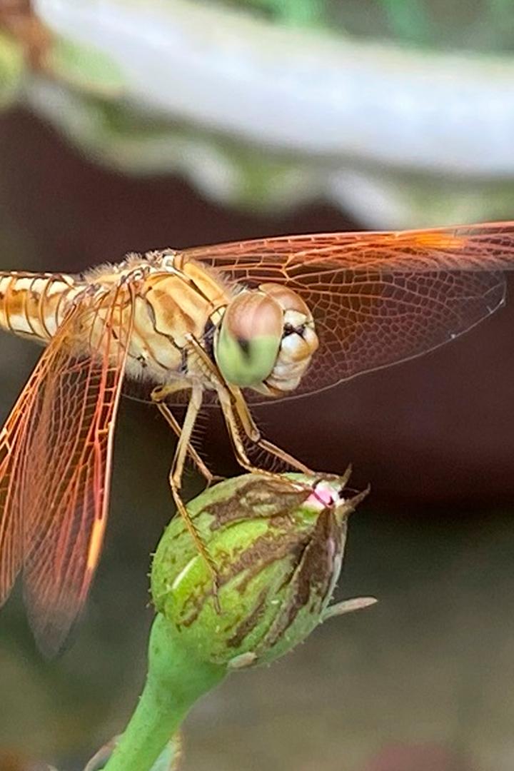 Стрекоза: летающий дракон