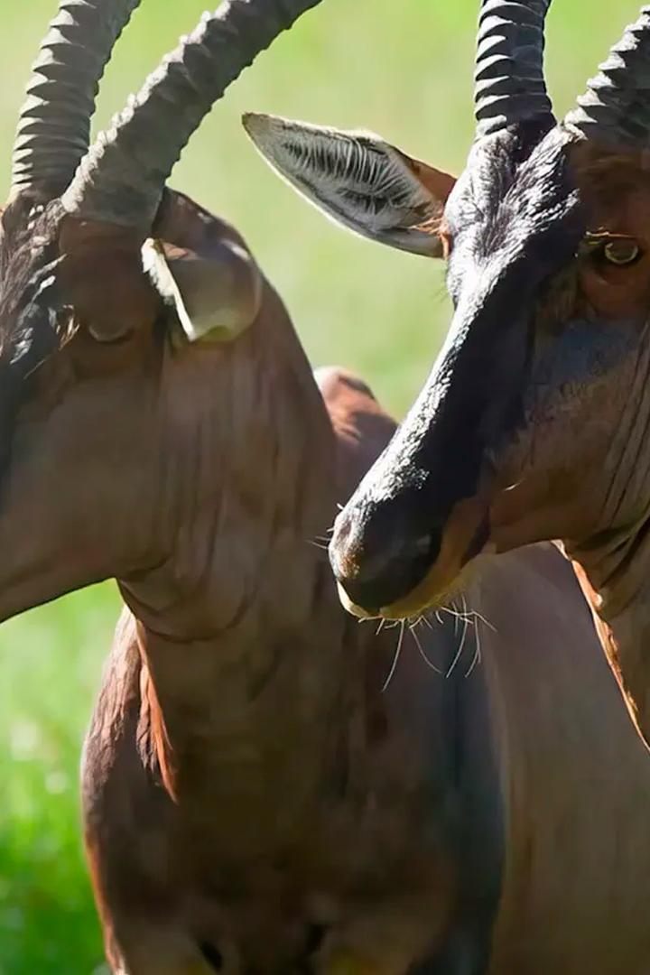 Отношения в дикой природе