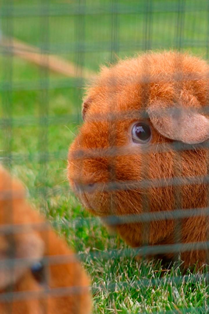 Моя большая семья