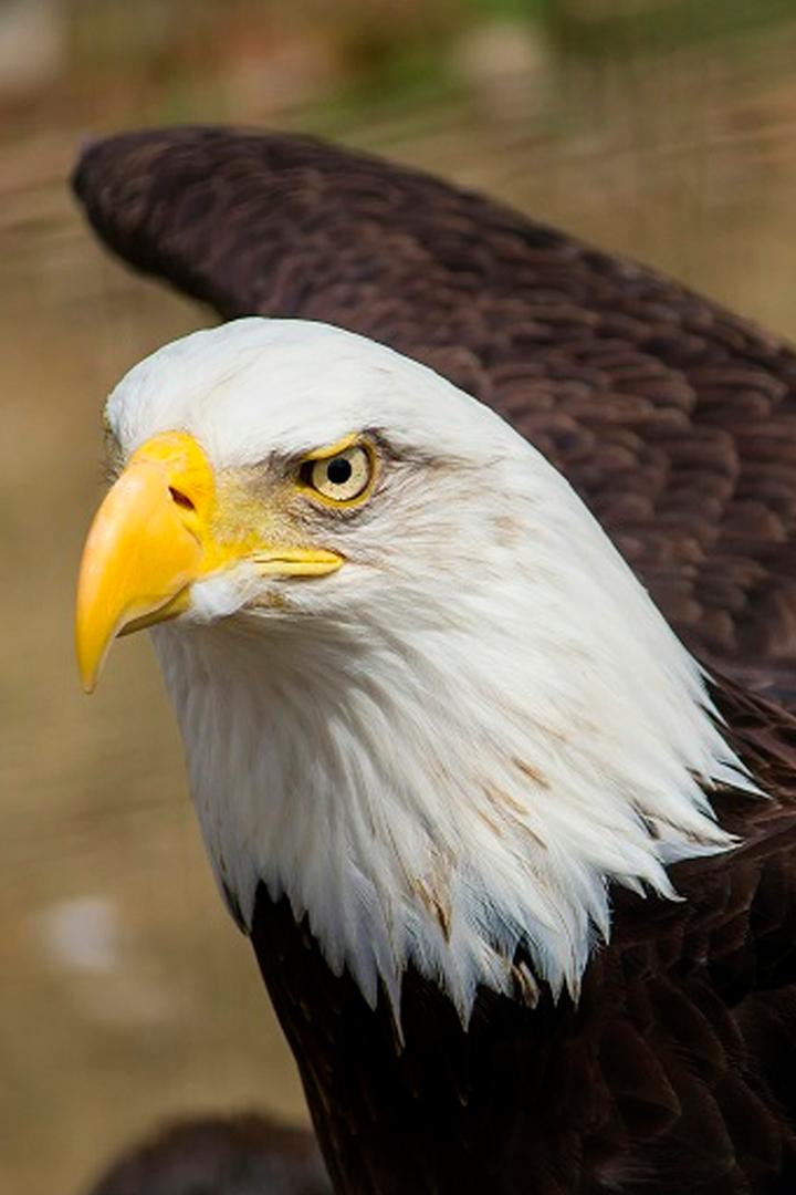 В шкуре хищника