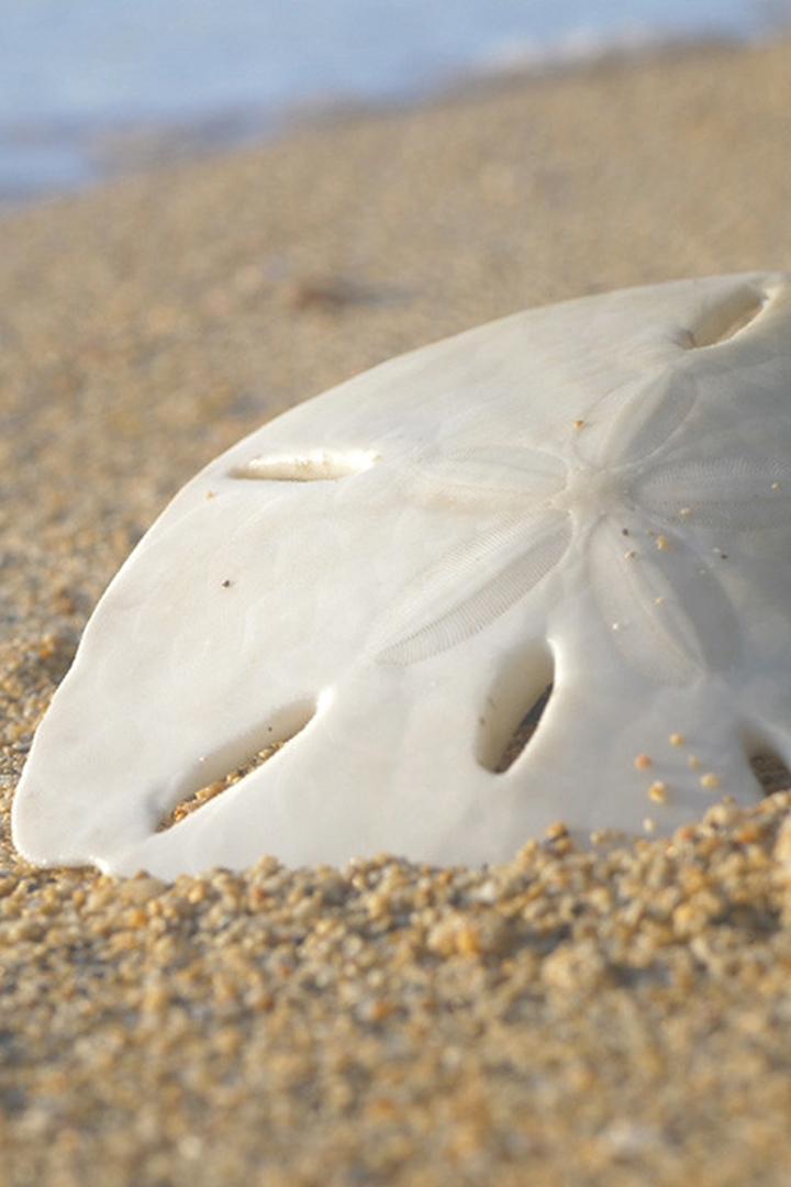 Великая сила природы