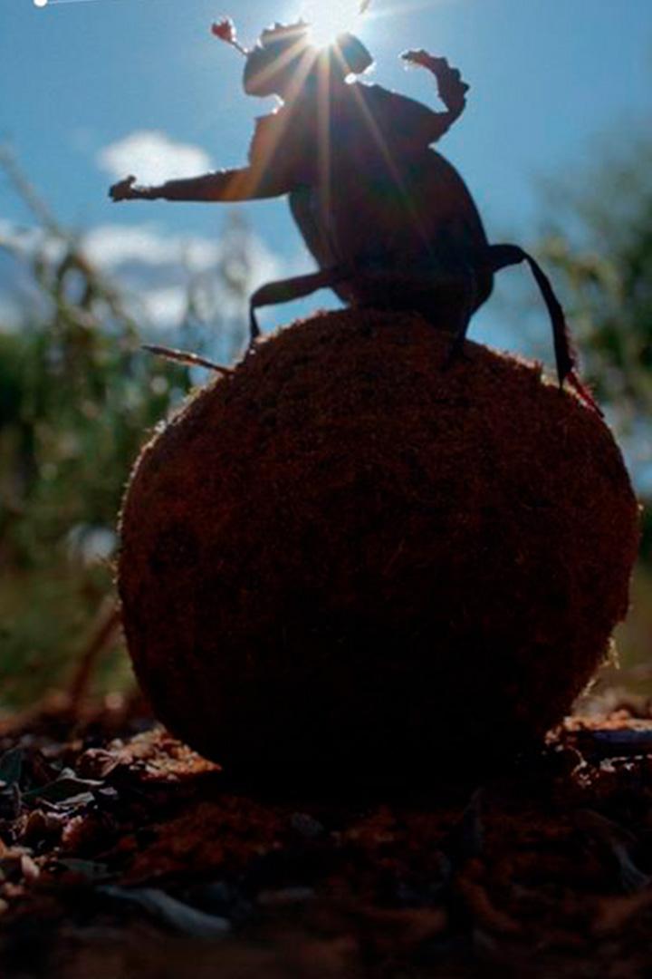 Симбиоз в дикой природе