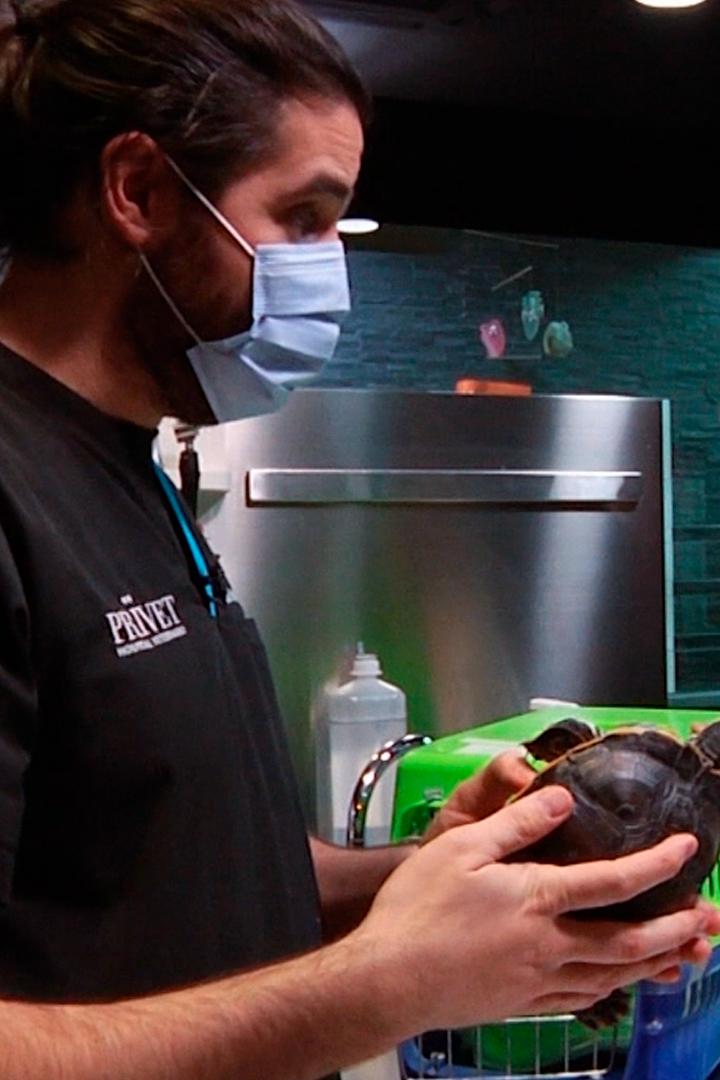 Вет-Квартет