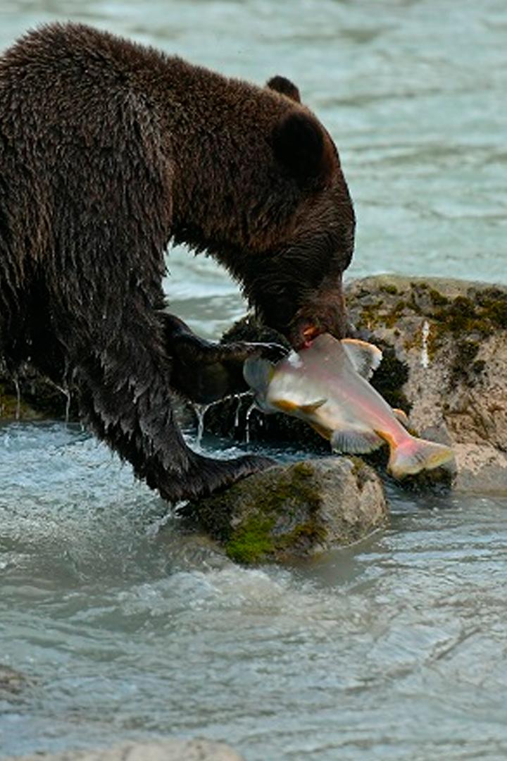 Хищники: Правила игры