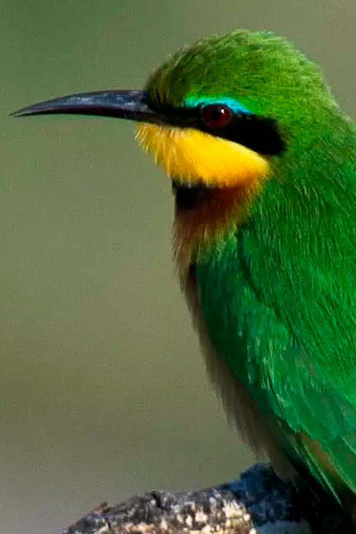 Квест в Саванне