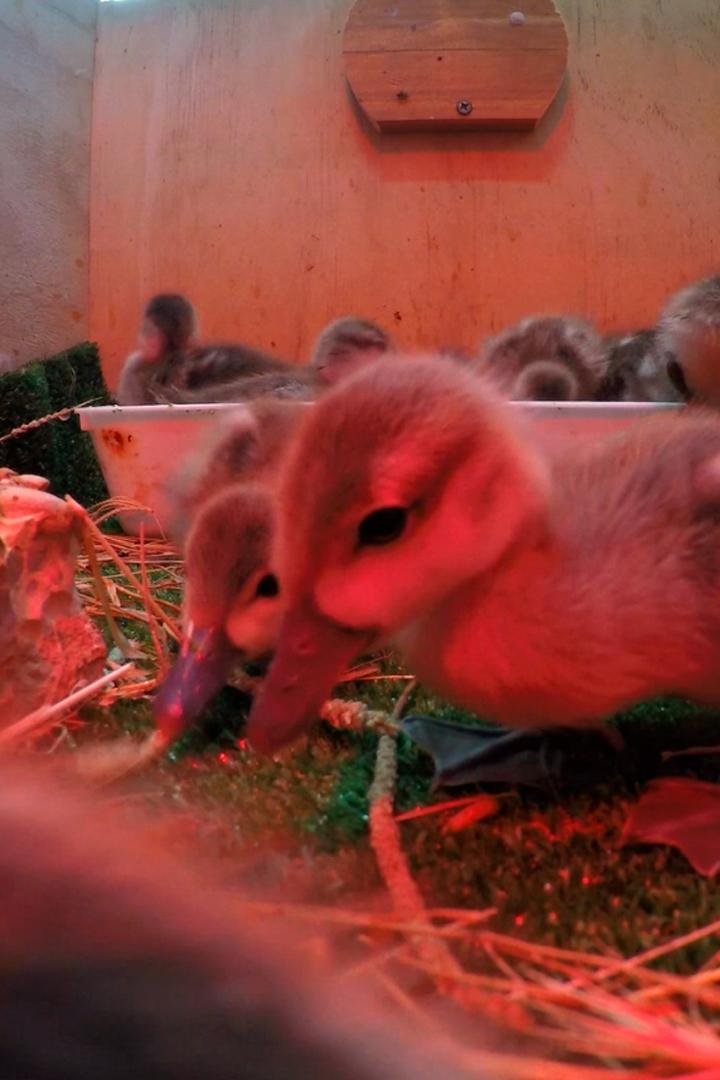 Последний мраморный чирок