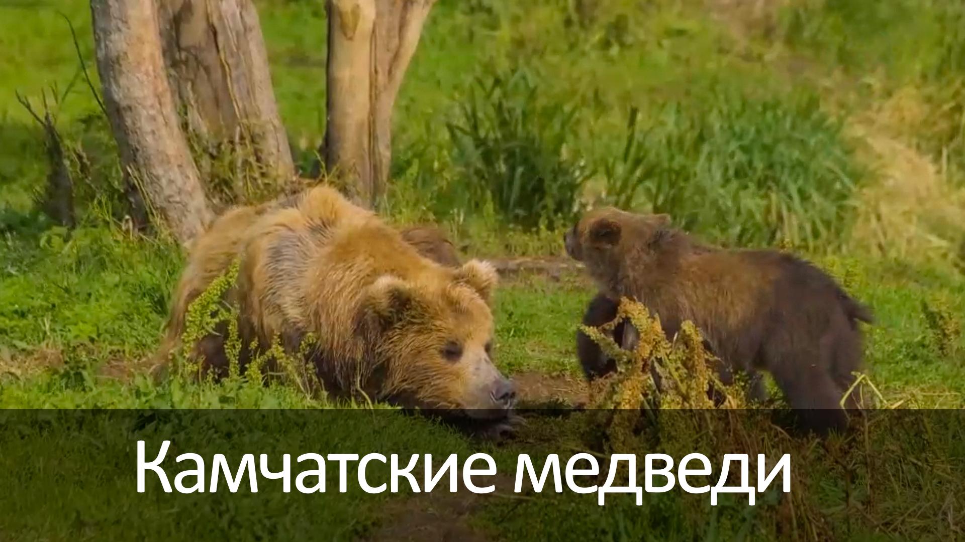 Камчатские медведи
