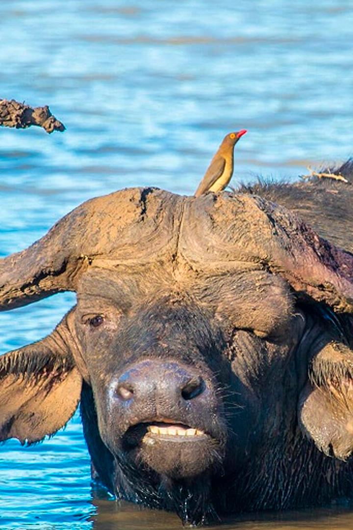 Заповедник Маньони