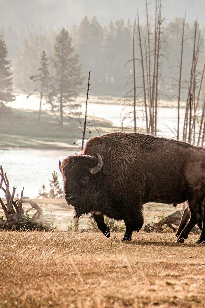 От Йеллоустоуна до Юкона