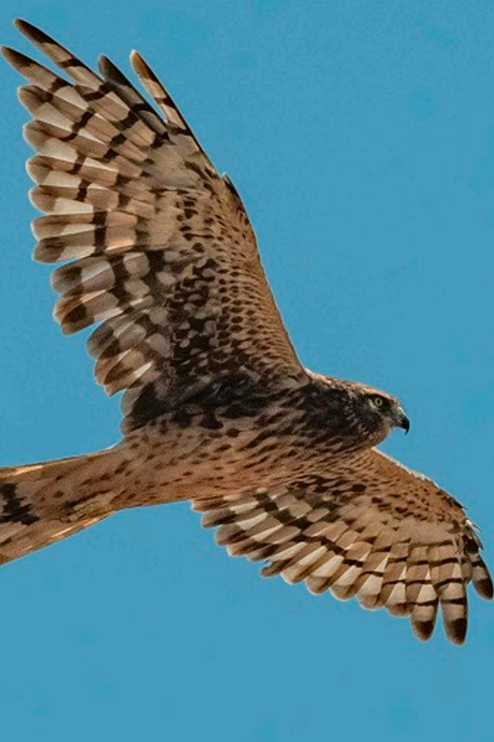 Лесной призрак