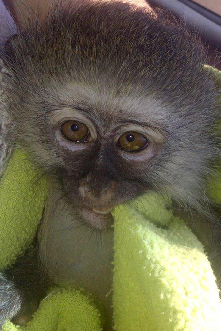 Служба спасения мартышек