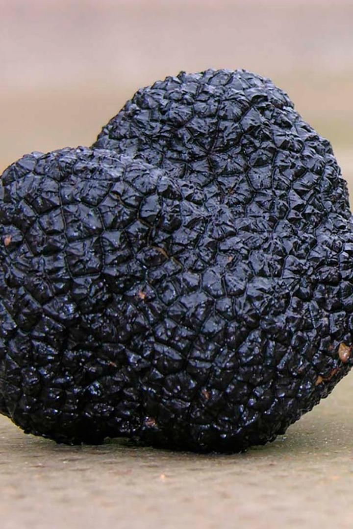 Искусство добывать трюфель