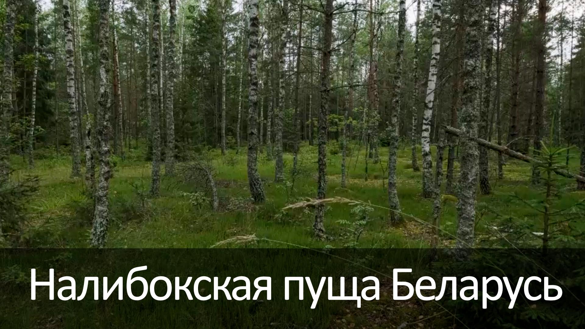 Налибокская пуща Беларусь