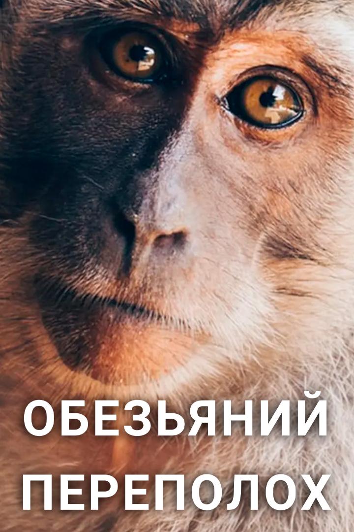 Обезьяний переполох