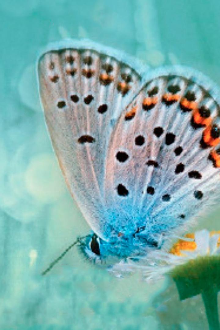 Превращение в бабочку