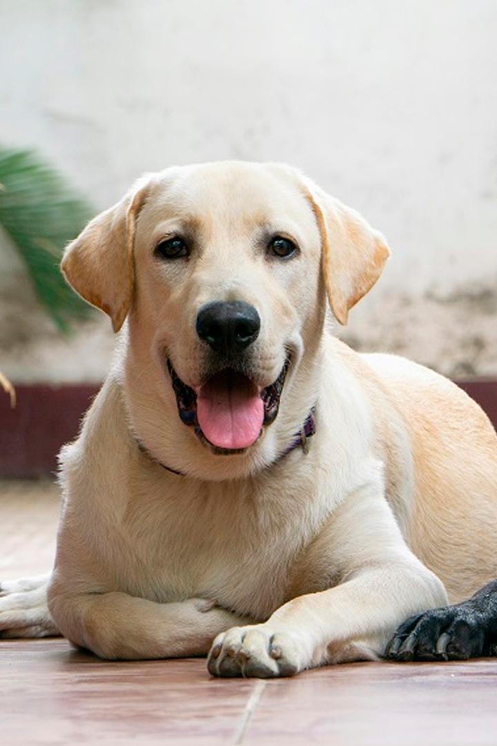 Секреты собачьего носа