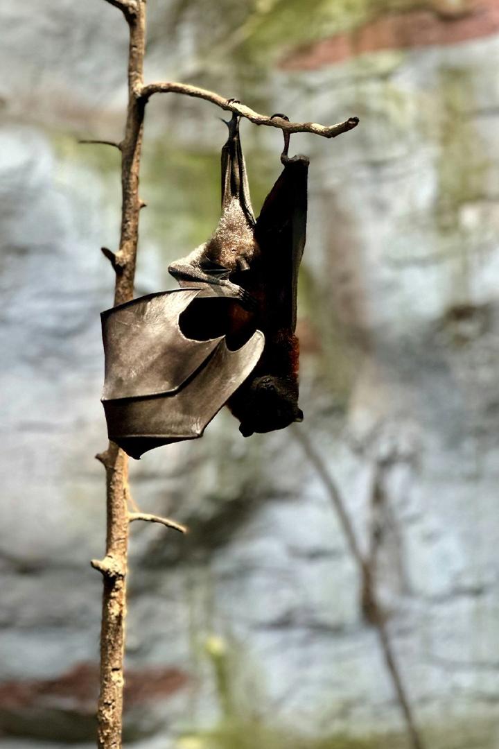 Вся правда о летучих мышах