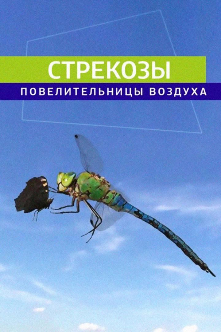 Стрекозы. Повелительницы воздуха